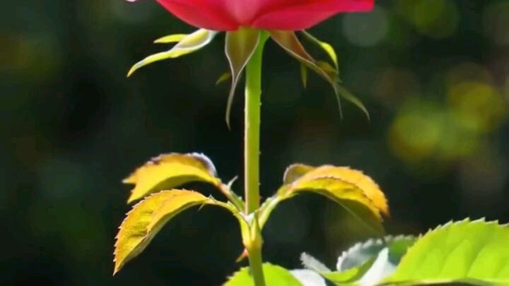 Rose plant grow