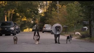 Strays ‏Watch Full Movie : Link In Description