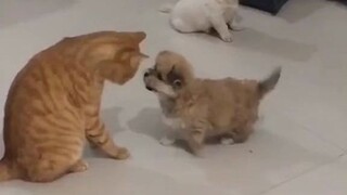 Newborn puppies are not afraid of cats