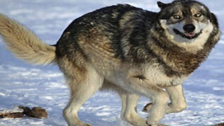 Big Bad Wolf is truly a wolf with a pitiful IQ and an incredibly fragile skeleton.