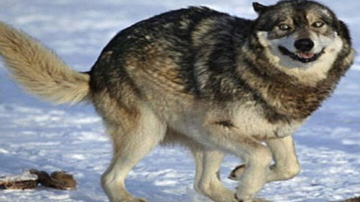 Big Bad Wolf is truly a wolf with a pitiful IQ and an incredibly fragile skeleton.