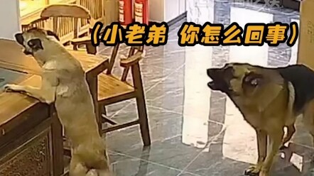 Quân tử nói chứ không đánh, cả ba đứa đều làm được rồi #hài hước thú cưng dễ thương