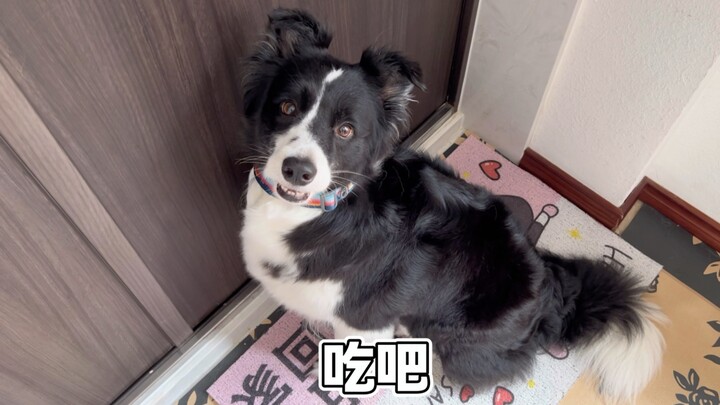 准备出门玩的时候突然对小狗说“吃吧”看看它是什么反应