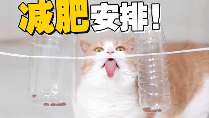 怒！被营销号纂改国籍还说我猫胖…