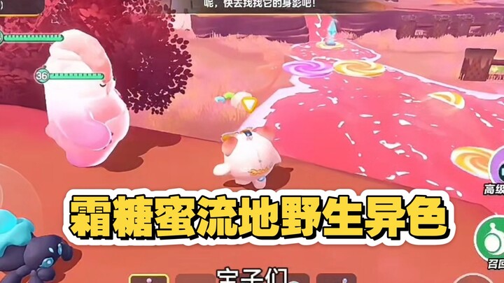 The very first heterochromatic Abby to ever drop on Frost Sugar Maple? How lucky is that?! Hidden He