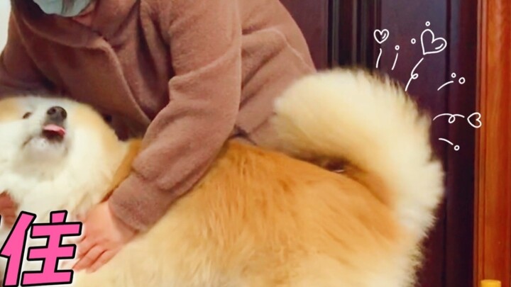 How can you hide your love for someone? Your tail will betray you.