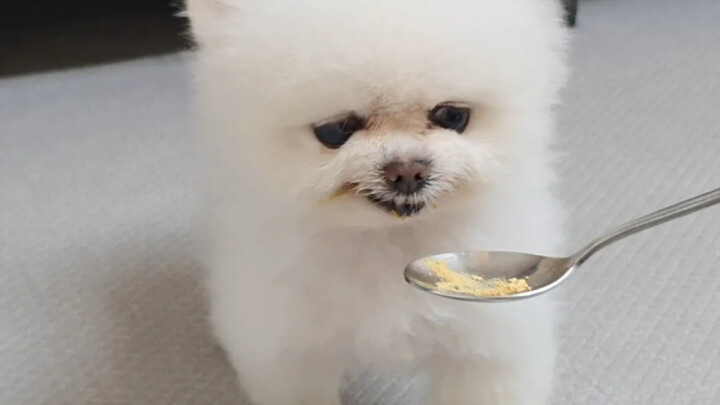 [Chinese Subtitles] The RuPong Family | A Dog That Vomits at the Smell of Medicine