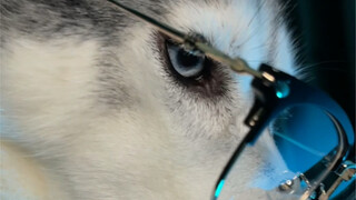 Berikan jalan, si Husky papan atas datang!