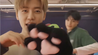 【Roh Jae-min】Cakar Kucing fokus Wajib Ditonton oleh Pria Tangguh