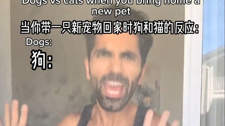 เมื่อคุณพาสัตว์เลี้ยงตัวใหม่กลับบ้าน: ความแตกต่างในปฏิกิริยาของสุนัขและแมว