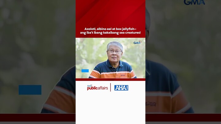 Axolotl, albino eel at box jellyfish— ang iba't ibang kakaibang sea creatures! | AHA!