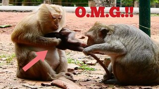 OMG.. DON'T PULL BABY HURT.., BABY MONKEY CRY​ SO HURT​ CAUSE MAMA PULLED BABY WITH HER MOM