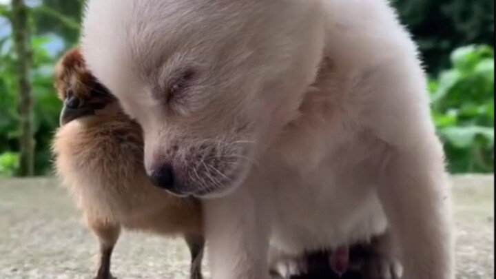 How cute is a little puppy dozing off?