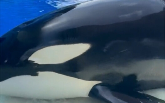 Regarding the issue of color fading and paint chipping…