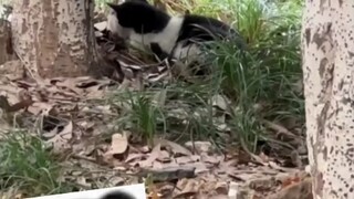 Why is there such a sloppy little cat?