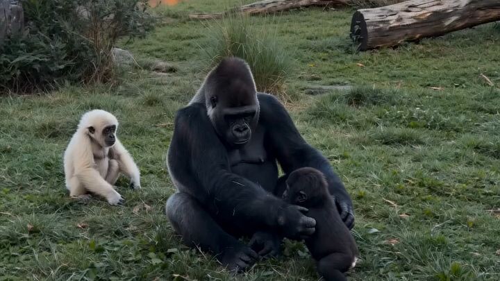 🐒🐒 monkeys
