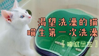 一只渴望洗澡的猫--喵生第一次洗澡的"浴缸霸王”【权贵剧场】