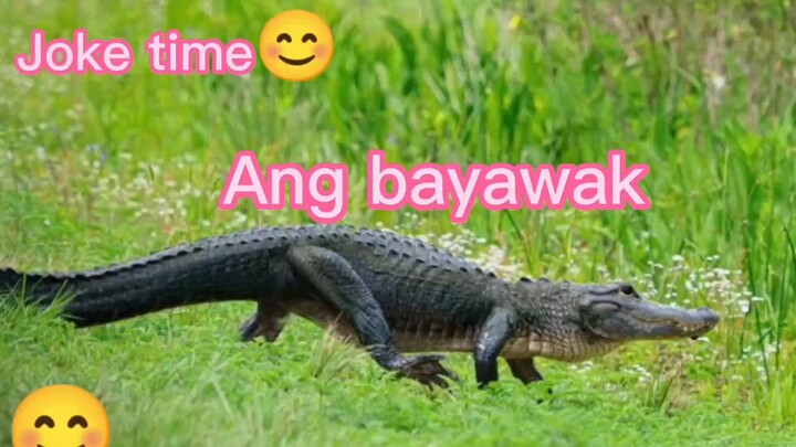 Ang Bayawak 🦎