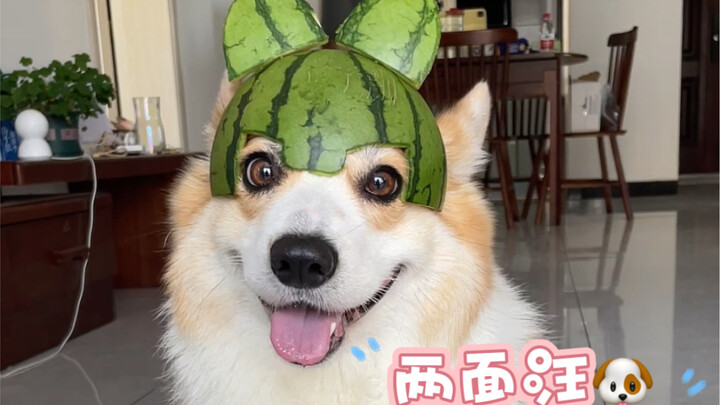 Such a cute little dog has two faces