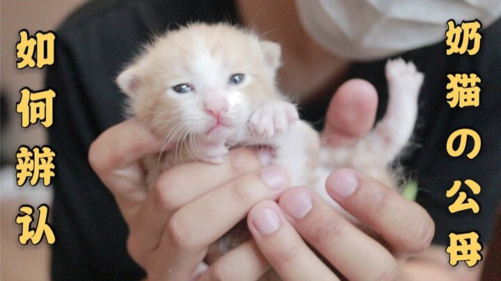 【Sains】Bagian intim anak kucing, sangat memalukan! Mengajari Anda cara membedakan jenis kelamin anak