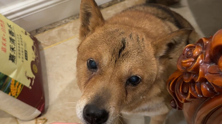 Dogs in Chongqing love hot pot