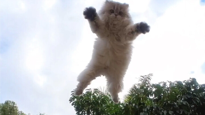 It’s me, Cat Cat—I’m officially in heaven today…!