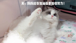 บันทึกการคลอดของเสี่ยวฟู่～เดาสิว่าเราคลอดลูกน้อยกี่ตัว