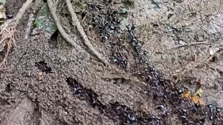 ant bridge builder  engineer