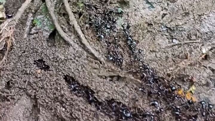 ant bridge builder  engineer