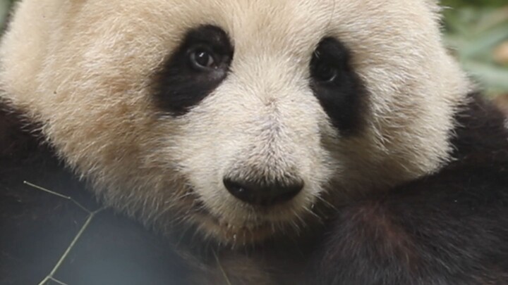 When the tourists said they wanted to take one more photo, Huahua’s reaction was…