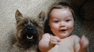 Dogs Love Babies Compilation 2016 - ใหม่ HD หัวเราะทีวี