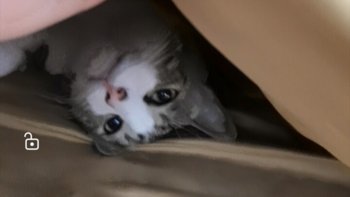 صندوق المفاجآت لوضعيات نوم القطط الخاصة بي! قططي ظريفة جدًا!!!!!!