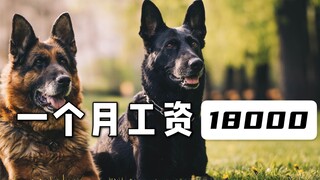 警犬一个月工资1万8，真的假的