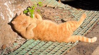 إنها قطة صغيرة تحب أن تنام مطاردةً للضوء.