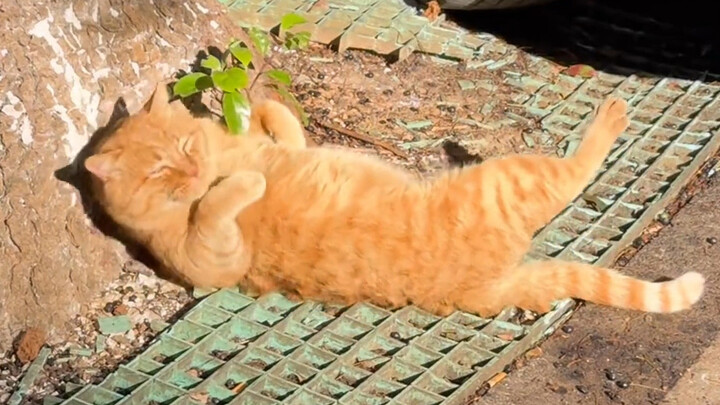 มันคือแมวน้อยที่ชอบวิ่งตามแสงแล้วหลับ