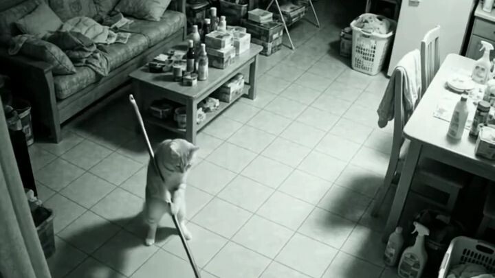 CCTV 11:47 PM: cat mopping floor at night #cctvcat