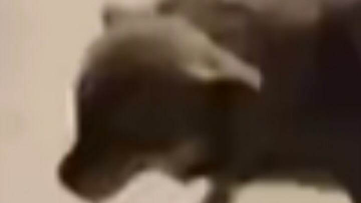 معركة المطاردة بين كلب وجثة دودة الألف رجل