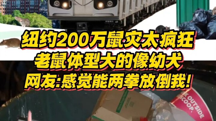 Wabah 2 juta tikus di New York benar-benar gila! Ukuran tikus-tikusnya sebesar anak anjing, netizen: