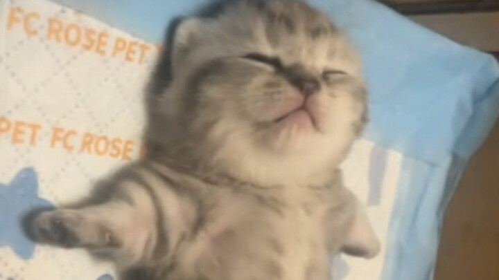 “You’ve got to have either a partner or a cat.”