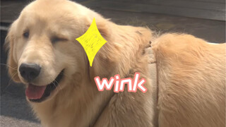 I met a golden retriever winking at me. It was so cute!