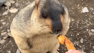 What are you looking at? I'm here to take you away. — Marmot