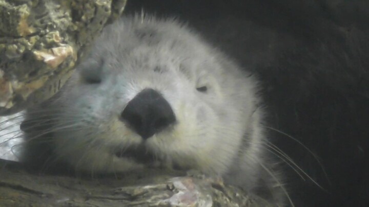 [Sea Otter] Tired~