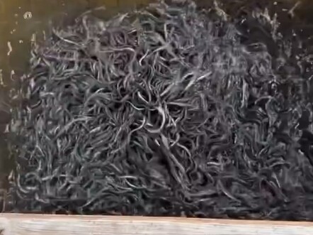 Feeding the Eel