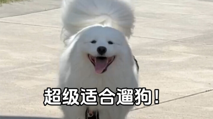 I’m here to answer all your questions about bringing my dog up north to buy a courtyard home!