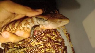 Kadal lidah biru / panana ( Tiliqua gigas ) marauke locality