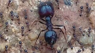 Why do some ants have such big heads?
