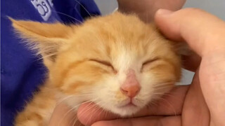 又送上门来一个小奶猫，又省得我去绑架了