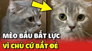 Bé mèo BẤT LỰC với chủ vì đang buồn ngủ mà cứ bắt ĐI ĐẺ 😐 | Yêu Lu