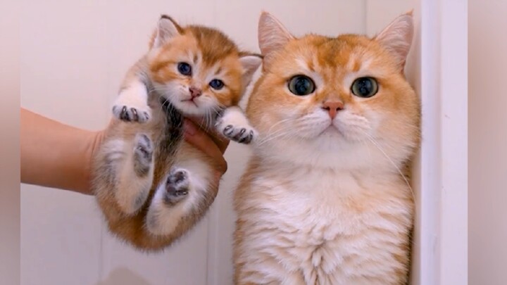 "Isn't having a baby just Ctrl C + Ctrl V?"