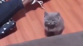 Apakah ada orang lain bernama Mimi di rumah ini?